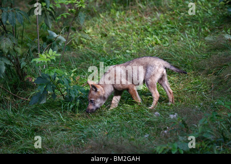 Wolf, Canis, Lupus, Jung, Welpe, jungtier Stockfoto