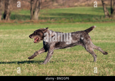 Deutsch Drahthaar / Deutsch Drahthaar Stockfoto