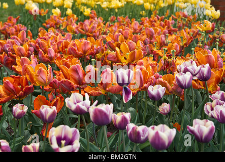 Blühende farbenfrohe Tulpen Parrot King in Holland Michigan von oben Blick auf Hi-res Stockfoto