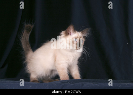 Stehendes Balinese Kätzchen / stehen balinesische Kitty Stockfoto