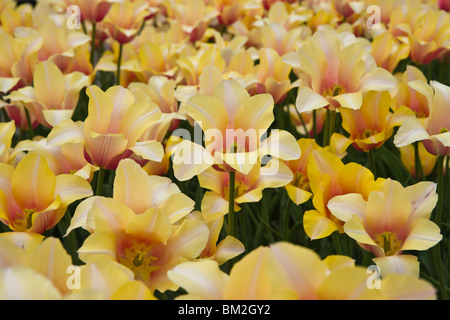 Blühendes Gelb Blushing Lady Tulpen Blumen in Holland Michigan Nahaufnahme Overhead Unschärfe Hintergrund niemand horizontal in den USA USA Hi-res Stockfoto