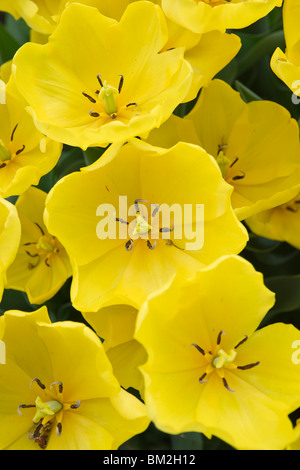 Feld der blühenden gelben Tulpen Blumen Nahaufnahme oben von oben Ansicht der Vollrahmen Hintergrund niemand vertikal in den USA USA Hi-res Stockfoto