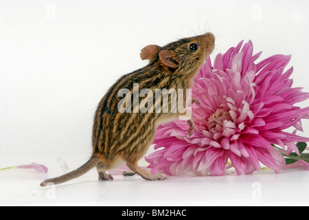 Streifenmaus / Gras Maus ausgezogen Stockfoto