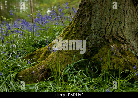 Bluebell Detail am Fuße des Baumes Stockfoto