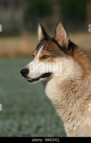 Westsibirscher Laika Portrait Stockfoto