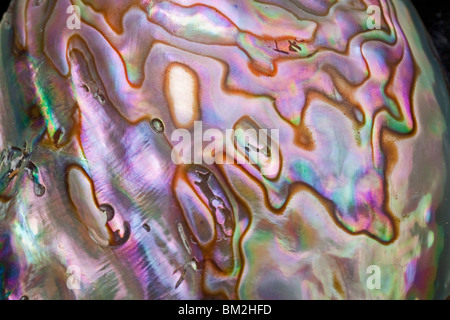 Paua Meeresschnecke Shell detail Stockfoto