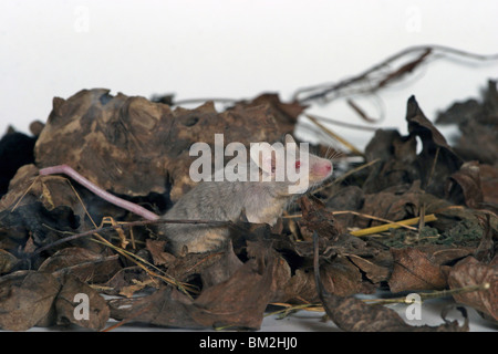 Farbmaus / Maus Stockfoto