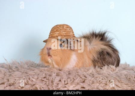 Rosettenmeerschweinchen / Guinea pig Stockfoto