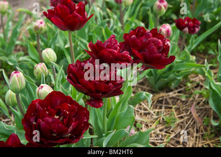 Eine Nahaufnahme der blühenden kastanienbraunen Tulpen von Onkel Tom, aufgenommen in Holland Michigan von oben, niemand Hi-res Stockfoto