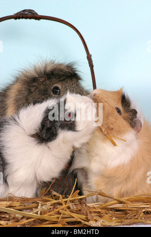 Rosettenmeerschweinchen Im Körbchen / Meerschweinchen in den Korb Stockfoto