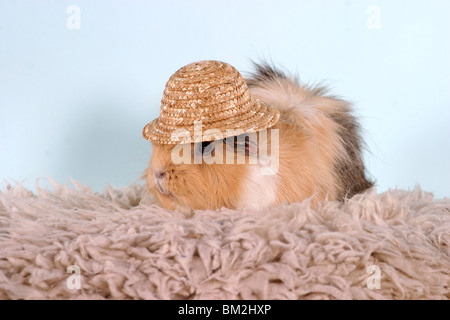 Rosettenmeerschweinchen / Guinea pig Stockfoto