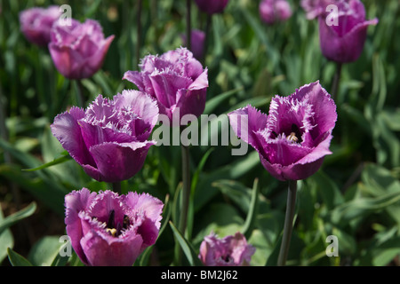 Eine Nahaufnahme der blühenden violetten Blaureiher-Tulpen, aufgenommen in Holland Michigan MI über dem Kopf von oben, Niemand in den USA, horizontale Hochauflösung Stockfoto