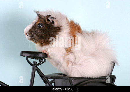 Meerschweinchen / Guinea pig Stockfoto