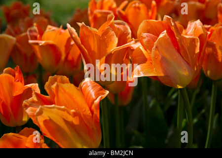 Eine Nahaufnahme der blühenden Orangen-Kaisertulpen, aufgenommen in Holland Michigan von oben, niemand in den USA, hochauflösende Tulpen Stockfoto