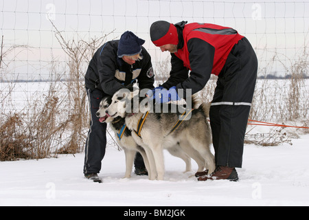 Sibirische Husky-Gespann / team Stockfoto