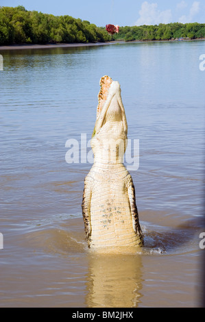 Ein springender australischen Salzwasserkrokodil am Adelaide River im Northern Territory von Australien Stockfoto