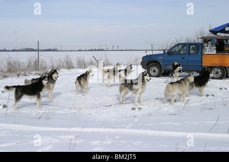 Sibirische Huskies bin Stake Out Stockfoto