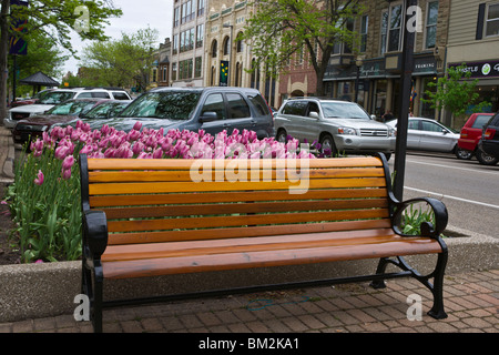 Tulip Time Festival Dutch Holland Michigan in den USA blühende Tulpenblüten hinter einer leeren Bank auf der Hauptstraße in Downtown Hi-res gepflanzt Stockfoto