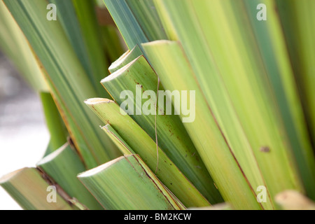 Phormium-Neuseeland-Flachs, zurückschneiden für neues Wachstum Stockfoto