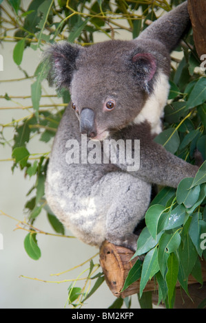 Ein Koala im Featherdale Wildlife Park in der Nähe von Sydney, New South Wales, Australien Stockfoto