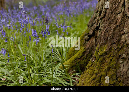 Bluebell Detail am Fuße des Baumes Stockfoto