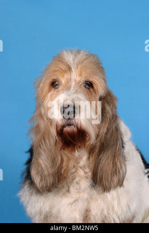 Grand Basset Griffon Vendeen Portrait Stockfoto