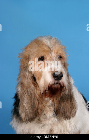 Grand Basset Griffon Vendeen Portrait Stockfoto