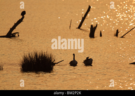 Ein paar Kanadagänse teilweise Silhouette. Stockfoto