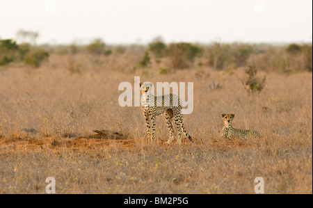 Gepard (Acinonyx Jubatus) zwei Erwachsene Geparden Männchen auf der Suche - Juli, Tsavo East Nationalpark, Kenia, Ostafrika Stockfoto