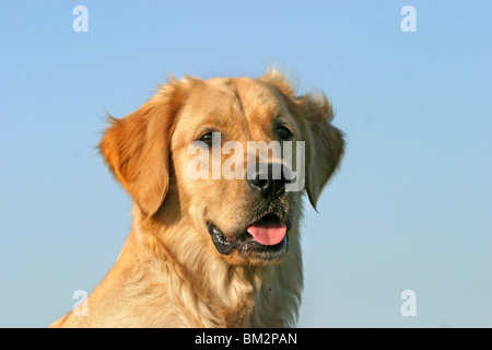 Golden Retriever Porträt Stockfoto