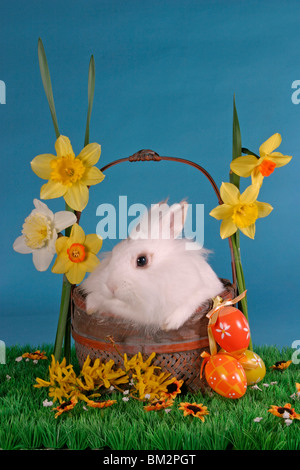 Löwenköpfchen Im Körbchen / Hase im Korb Stockfoto