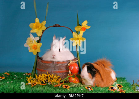 Löwenköpfchen & Rosettenmeerschwein / Hase & Guinea pig Stockfoto
