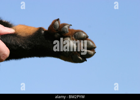 Beauceron Mit Sechs Zehen / sechs Zehen Stockfoto