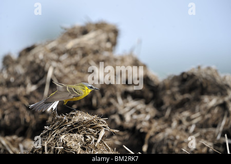 Unter der Leitung von blau Schafstelze Jagd auf Misthaufen (auch unter der Leitung von Ashy Bachstelze) Stockfoto