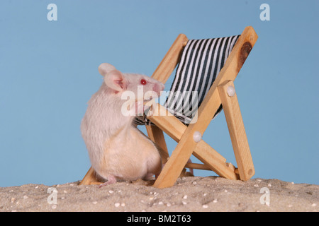 Graue Farbmaus / Maus grau Stockfoto