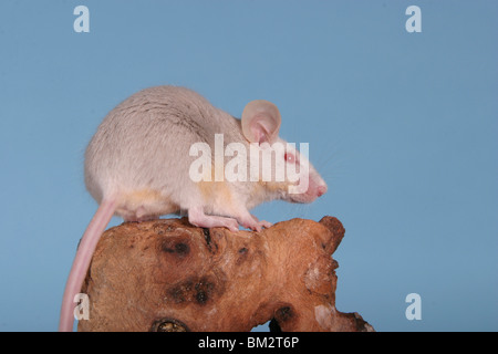 Graue Farbmaus / Maus grau Stockfoto