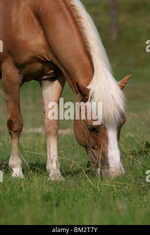 Grasender Haflinger / grasenden Pferd Stockfoto