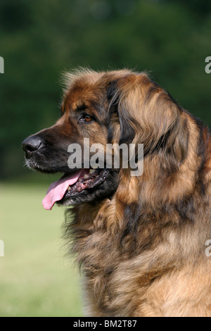 Leonberger-Portrait Stockfoto