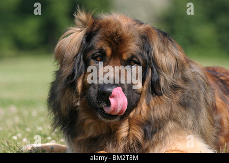 Leonberger-Portrait Stockfoto