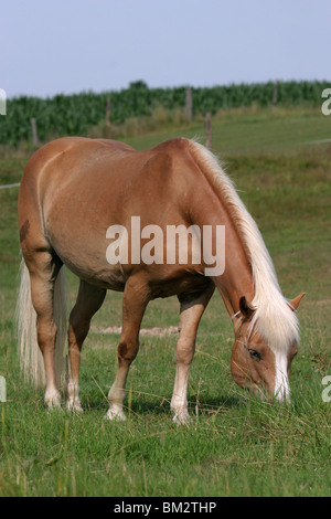 Grasender Haflinger / grasenden Pferd Stockfoto