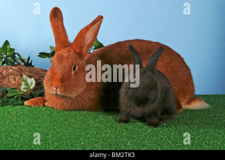 Kaninchen Mit Jungem / Kaninchen Stockfoto