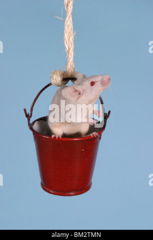 Farbmaus Im Eimer / Maus im Eimer Stockfoto