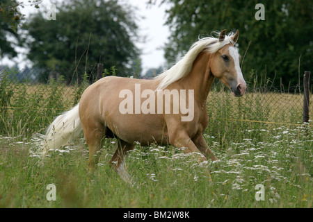 Pferd in Bewegung / Pferd laufen Stockfoto