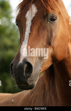 Vollblutaraber-Portrait / Arabisches Pferd Stockfoto