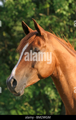 Vollblutaraber-Portrait / Arabisches Pferd Stockfoto