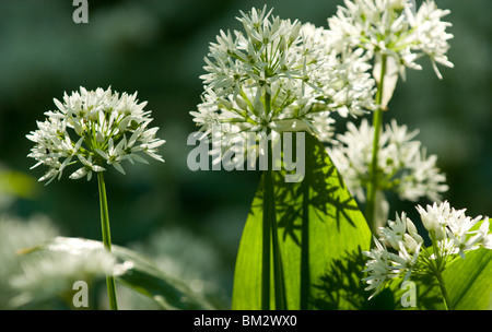 Wild Knoblauch eine feuchten Wald Blume mit Glockenblumen im Hintergrund Stockfoto