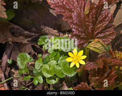 Kleinen Schöllkraut (Ranunculus Ficaria) wächst in der Bolus von einer alten Platane Stockfoto