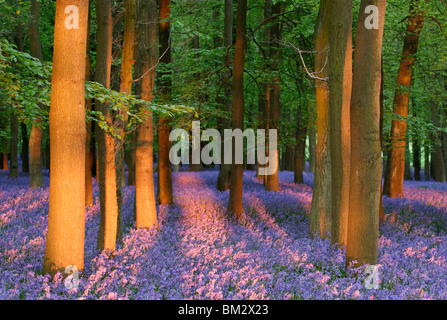 Glockenblumen und Buche Holz bei Sonnenuntergang, England, UK Stockfoto