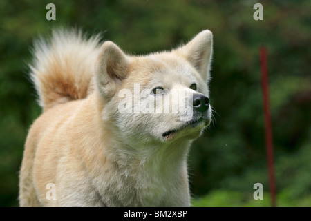 Akita Inu Portrait Stockfoto