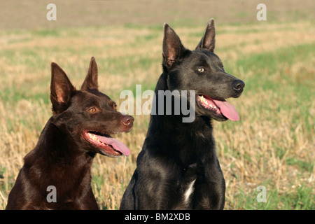 Australischer Kelpie Portrait Stockfoto